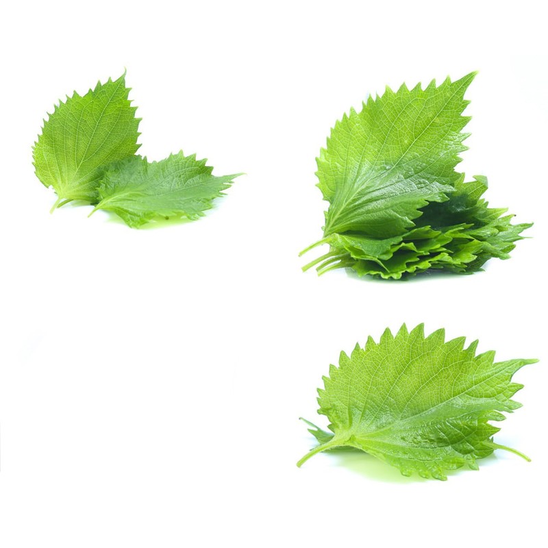 Shiso Seeds, Pack of 1500+ Perilla Seeds for Planting