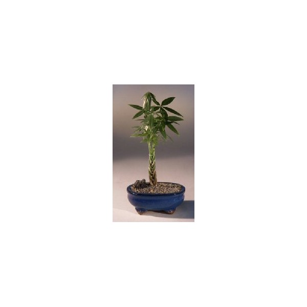 Bonsai Boy's Money Bonsai Tree - 'Good Luck Tree' pachira aquatica