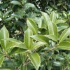 Fragrant Tea Olive Shrub | 2 Extra Large 3 Gallon