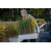 The Jonsteen Company Pond Cypress | Medium Tree Seedling |