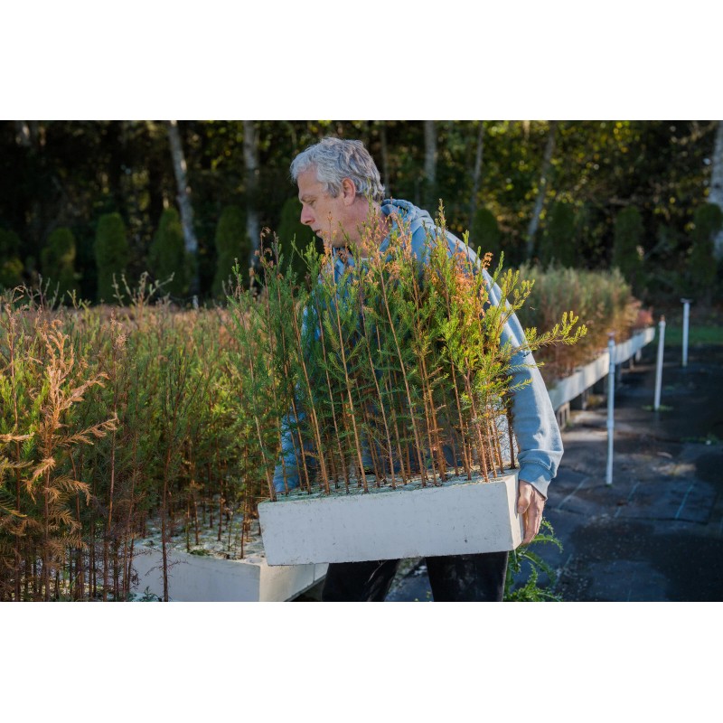 The Jonsteen Company Pond Cypress | Medium Tree Seedling |