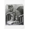 Half a Donkey The Retro Style Cat on a Chair-
