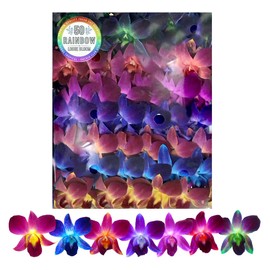 Miami Fresh Orchid Flower OrchidClub USA Sunne Tropical Loose Bloom Head DIY Lei food drink decoration (50 RAINBOW)