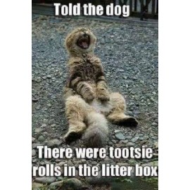 Funny Cat  refrigerator magnet 3 1/2 x 4 1/2" Made in the USA