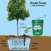 Tree I-V 10-pk DIY Root Feeder Kit w/Drill Bit &