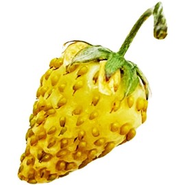 Pineapple Crush White Alpine Strawberry Fraise des Bois Premium Seed Packet