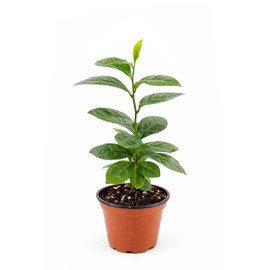 Camellia Sinensis Tea Plant | 2 Live 4 Inch Plants | Hedge Bush, Black, White & Green Tea Leaves, Indoor Outdoor Gardening, Aromatic Evergreen, Full Sun Shrub, Home Brewing