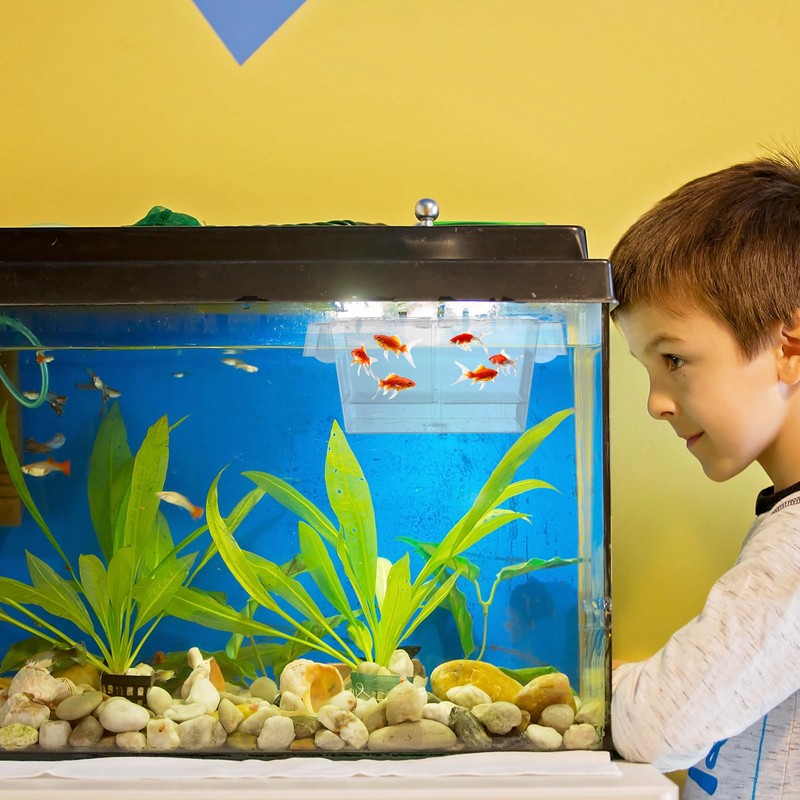 Wenqik Fish Breeder Box for Aquarium Fish Acclimation Box Breeder