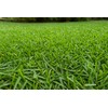 8000 Premium Centipede Grass Seeds with moisture retaining coating
