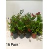 Sioux Crepe Myrtle Trees - Pink Blooms - Quart Containers
