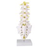 Lumbar Vertebral Spine Model Human Lumbar Educational Teaching Model Tool