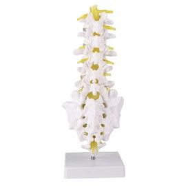 Lumbar Vertebral Spine Model Human Lumbar Educational Teaching Model Tool
