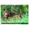 Wolves, Wild Spirits (Wall Calendar 2026 DIN A3 Landscape), CALVENDO