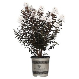Black Diamond Crape Myrtle Tree (Crystalline White, 3 gal.)