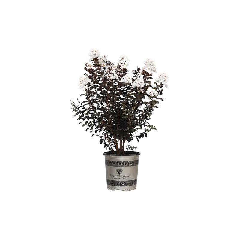Black Diamond Crape Myrtle Tree (Crystalline White, 3 gal.)