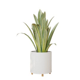 EverNest Claire Modern Indoor Plant Pot with Stand, White Pattern, 12 Inch, SelectBase, Neutral Mid-Century Modern Style, Metal Home Decor Planter (Large, 3 Gallon)