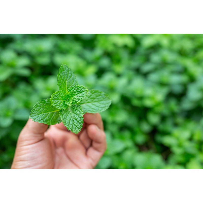 Barefoot Venus Bubble bath with essential oil and white tea