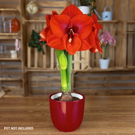 Hadeco Amaryllis Flower Bulbs, 3 Bulbs of Merry Christmas Amaryllis, Easy to Grow Live Indoor Flower, Beautiful Red Amaryllis, Gift for Holidays, Housewarming, Office, Home, and Room Decor