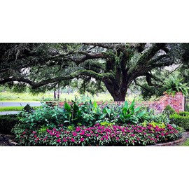 Nelson - Trees, Shrubs, & Evergreens Plant Food for In-Ground, Containers, & Patios, Granular Fertilizer, NutriStar 21-6-8 (25 lb.)