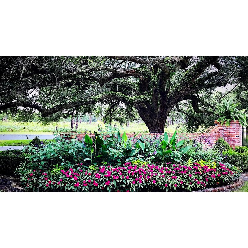 Nelson - Trees, Shrubs, & Evergreens Plant Food for In-Ground,