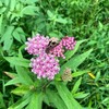 Smoke Camp Crafts Organic Swamp Milkweed Live Plant (Asclepias incarnata)