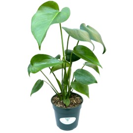 Split-Leaf Swiss Cheese 'Monstera Deliciosa Philodendron' Rare Live House Plant in 4" inch Pot with Soil Fully Rooted. Easy to Care, Great for Home Office Wedding Decorations DIY Projects Party Favor