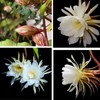 White Queen of The Night Orchid Cactus Cutting, Epiphyllum Oxypetalum