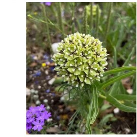 exoticplantseeds Antelope Horn Milkweed  50 Seeds  Asclepias asperula  Wildflower