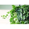 Curtis Wagner Plastics Hanging Basket Drip Pans (5-Pack) | Clear,