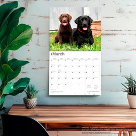 For the Love of Labrador Retrievers | 2026 14 x 24 Inch (Hanging) Monthly Deluxe Wall Calendar | Foil Stamped Cover | Plastic-Free | BrownTrout | Animal Dog Breeds