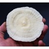 3-Pack: White Mushroom Coral Home Decor Nautical 3"+ Aquarium Coastal