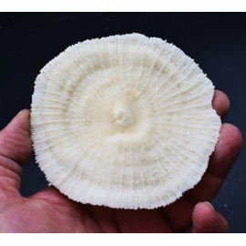 3-Pack: White Mushroom Coral Home Decor Nautical 3"+ Aquarium Coastal Arts Craft