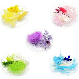 Herbarium Flower Set, 5 Colors, Assorted Flowers, Comes in a Clear Case to See Contents