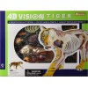 Famemaster 4d Vision Tiger Anatomía Modelo Tigre