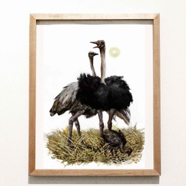 Ostrich Family Print 8x10 in Watercolor Birds art decor Wildlife animal nursery Woodland card Kids room decor drawing original artwork 8 x 10 inches Unframed