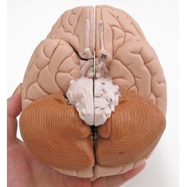 American 3B SCIENTIFIC C16 Brain Model, 4 Part, 14 cm L x 14 cm W x 17.5 cm H