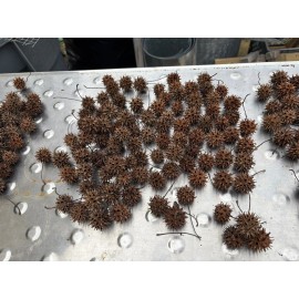 Unbranded 100 Sweet Gum Tree (Liquidambar) Spiked Ball Pods, Dried For Crafts