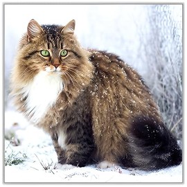 Noel Tatt Charity Christmas Card, Single - Christmas Cards 2024 with Snowy Cat Design - Eco-Friendly Xmas Cards with Envelope