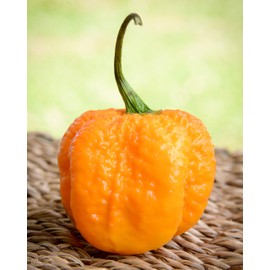 Yellow Carolina Reaper HP22B Pepper Premium Seed Packet Record Hottest in The World + More