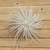 Planet Desert Tillandsia Tectorum Ecuador - Unique Live Air Plant