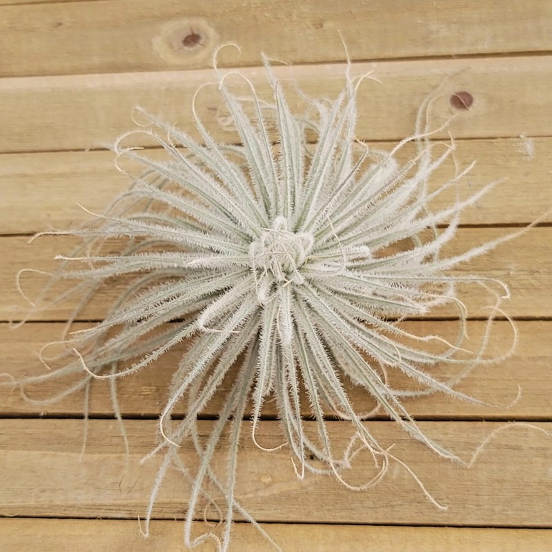 Planet Desert Tillandsia Tectorum Ecuador - Unique Live Air Plant