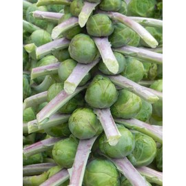 Seeds4planting - Seeds Brussels Sprouts Cabbage Green Indoor Heirloom Vegetable Non GMO
