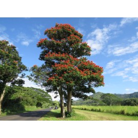 Seed Head African Tulip Magnolia Flower Tree Seeds Spatho. campanulata Flame of The Forest - 100 SEEDS