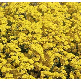 3500 Basket of Gold Seeds - Perennial for Borders, Beds, Rock Gardens, Ground Cover