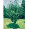 Tree 2 Okame Flowering Cherry trees 2.5" pot