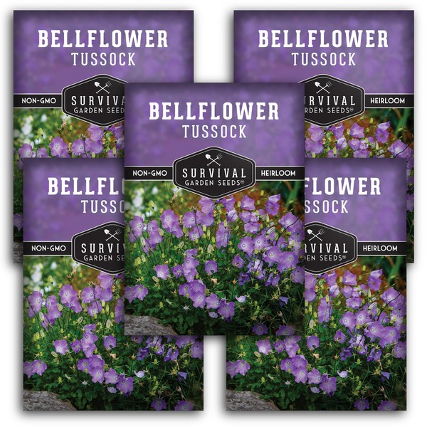 Tussock Bellflower Seed for Planting - 5 Packets with Instructions