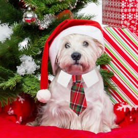 ADOGGYGO Christmas Dog Necktie Tuxedo, Red Plaid Pet Christmas Neck Tie Collar for Small Medium Large Dogs Pets (Medium)