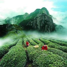 20 Bags Super Grade Lapsang Souchong Black Tea Chinese Organic Health Black Tea 125g