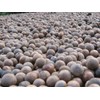 O'Neill Seeds 5 Macadamia Nut Seeds - Macadamia integrifolia -
