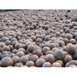 O'Neill Seeds 5 Macadamia Nut Seeds - Macadamia integrifolia - Non-GMO Hardy Nut Tree